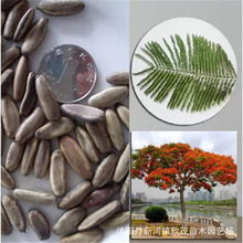 عľ·N PľNӼt麘P˘ GľNl