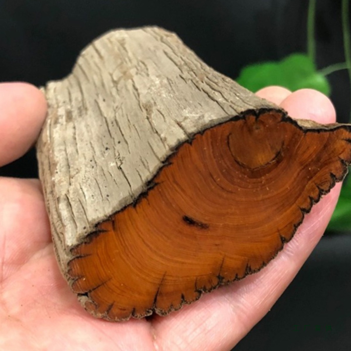 太行崖柏原木毛料手把件陈化老料手串把玩边角料雕刻黑油甜香木料