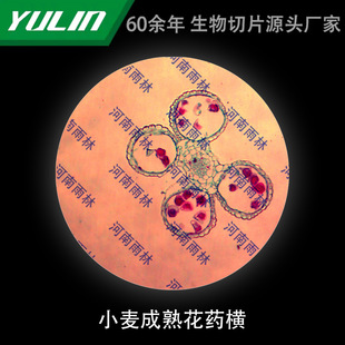 Wheat Mature Flower Medicine Cross-cut Biological Specimen Microscope Biological University Teaching Experimental Instrument Scientific Research