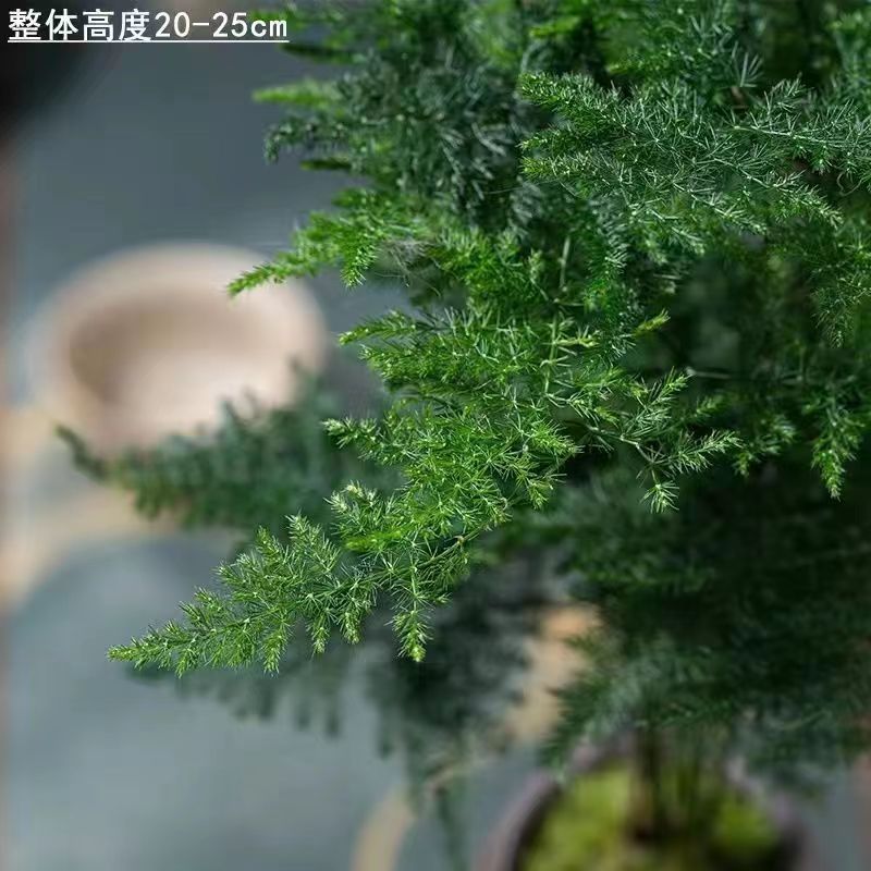 3年精品文竹【原盆发货】