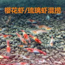 樱花虾琉璃虾混捞 红琉璃虾红樱花虾观赏虾宠物虾淡水小米虾批发