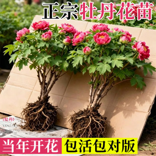 �������ĵ��������绨��ֲ���p֦ĵ���͏d�׻���B����ͥԺ����