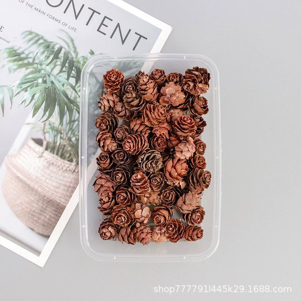 Small pine cones [Box]