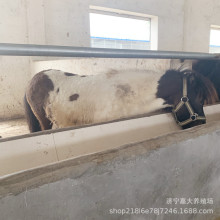 ���ی����Ȍ�С���R���w���_�R�±����R��ͯ�T�������O���m���R