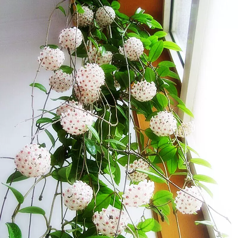 球兰盆栽绿植带花大苗四季开花卉室内爬藤绿叶心叶球兰植物吊兰卷