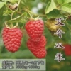 Aiqi double season (4-year-old seedlings) 2 trees + 60cm (inclusive) - 69cm (inclusive)