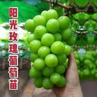 선샤인로즈 5년근 모종 [올해의 성과] +30cm(포함)~40cm(제외)