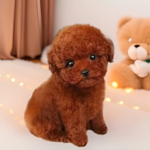 ���N̩��Ȯ��Ȯ���w����С�Ͳ豭�F�eȮ�̩�����̌���С������