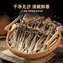 净重无托盘高山鹿茸菇干货无熏硫新鲜菌菇整根鹿茸菌火锅食材批发