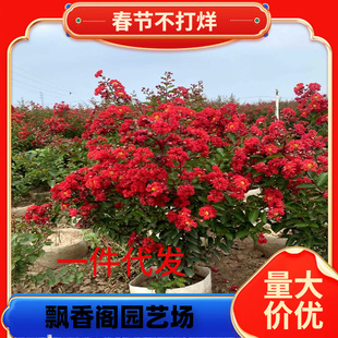 һ�����l�M�������t�����ޱ�����簫���辰ͥԺֲ���ļ��_���Z�q