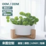 北欧多肉大号陶瓷花盆