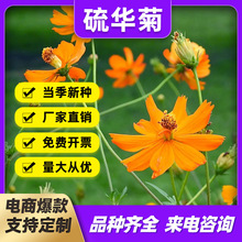 AշN򻯾S˹SӢղݾG̻^