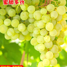 新疆吐鲁番无籽白葡萄应当季孕妇水果现摘无核葡萄青提子顺丰包邮