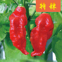 ����ӡ��ħ���������N�ӷN������������Ϣ�����߲˳����S���\����