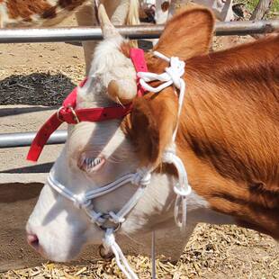 ţ���^�R���^ţ�����R����,�ֹ�����,��С���{,�Y������