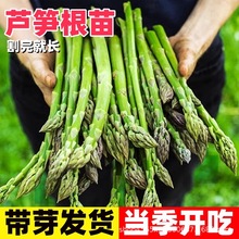 芦笋苗根绿色苗紫色芦笋苗种非转基因四季蔬菜苗阳台盆栽多年根生