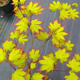 日本红枫 爪柿枫树 日本红枫系列枫树种 阳台庭院种植盆栽