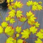 日本种植盆栽庭院红枫