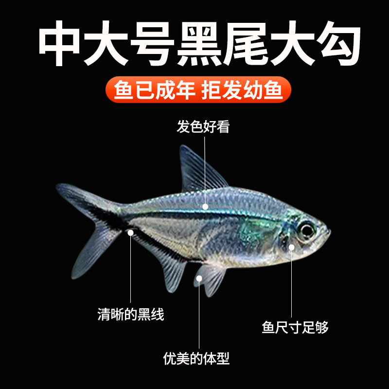 黒尾大フック魚群、水草水槽、小型熱帯魚稚魚、観賞魚、信号魚、エンジェルフィッシュ、フラッグフィッシュ|undefined