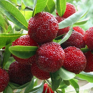 Freshly Harvested Bayberry Seeds, Fruit Tree Seeds, Dongkui Bayberry Seeds, Same-Year Fruit Forest Tree Seeds, Wholesale and Retail