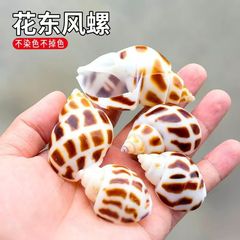 天然海螺花螺东风螺按斤创意手工漂流瓶鱼缸水族工艺品旅游纪念品