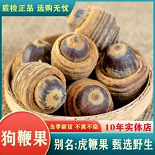 中药材 毛毛果 狗鞭果 虎鞭果 毛毛果 凸型风流果 男人泡酒代磨粉
