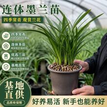 精品兰花盆栽墨兰大苗室内外办公室客厅四季好养懒人绿植名贵花卉
