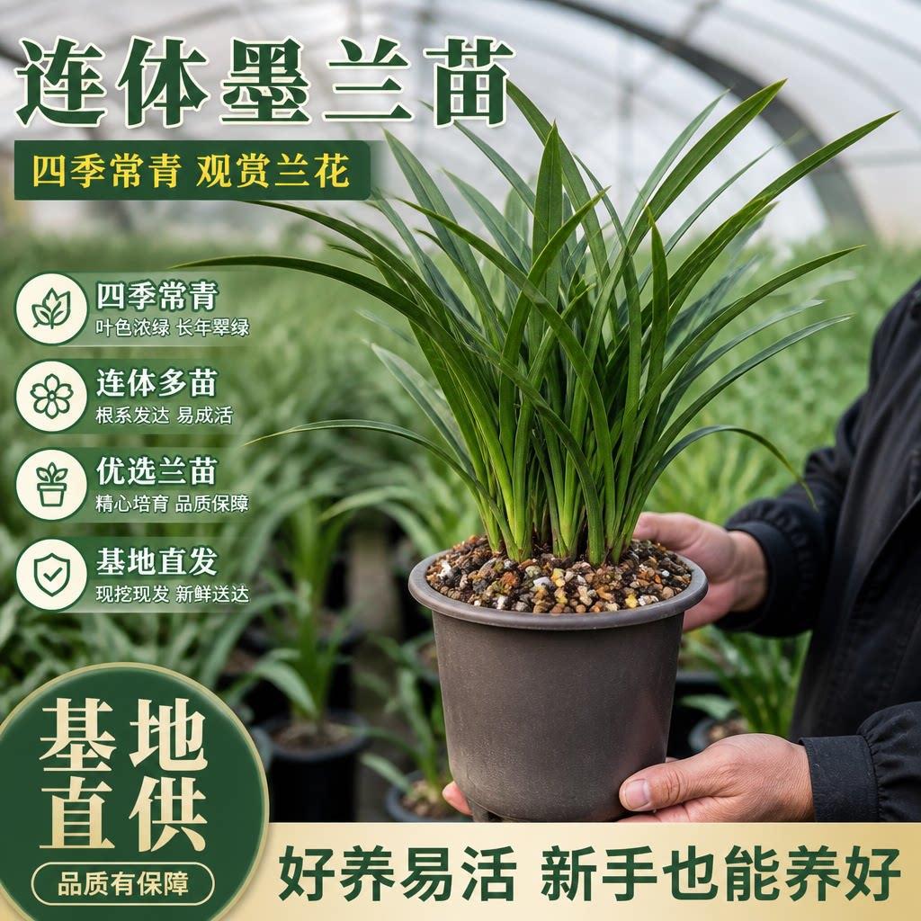 精品兰花盆栽墨兰大苗室内外办公室客厅四季好养懒人绿植名贵花卉