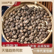 辣木籽雲南新貨正品多規格散裝 泡水 茶 中葯材廠家批發一手貨源