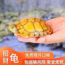 小乌龟黄金巴西龟活物宠物一对情侣乌龟观赏长寿特大活体乌龟