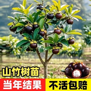 Thailand Mangosteen Seedling with Fruit Four Seasons Potted Lingnan Golden Mangosteen Grafting Seedless Planting Fruit Tree Fruit Seedling South