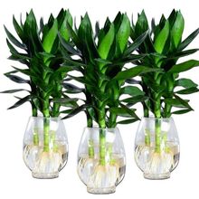 �^����ˮ�฻�F����~ֲ�������҃ȾGֲ���ܿ͏d�k��������