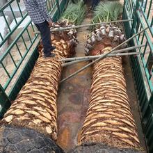 福建熱帶植物加拿利海棗產地批發2米桿 移植棕櫚樹加拿利海棗價格