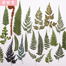 ���~Ƭ�ϼ� ����~diy�N��ֲ��˱� �滨�ɻ������֙C����������