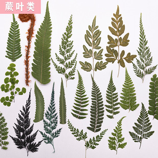 ���~Ƭ�ϼ� ����~diy�N��ֲ��˱� �滨�ɻ������֙C����������