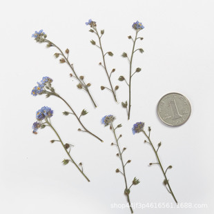 Forget-Me-Not with Branches, Dried Flowers, Embossed Flowers, Nail Art and Beauty Materials, Natural Real Flowers, Plant Specimens, Glue Handmade