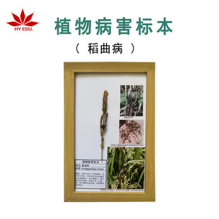 Rice Blast Disease Plant Pathology Specimen Frame, Crop Disease Plant Biology Specimen Frame, University Teaching Display