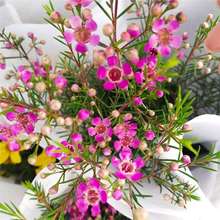 进口澳洲腊梅杰拉尔顿进口澳洲腊梅盆栽阳台多年生观花植物风蜡花