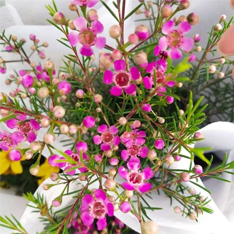 进口澳洲腊梅杰拉尔顿进口澳洲腊梅盆栽阳台多年生观花植物风蜡花