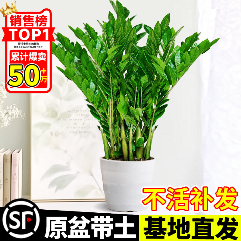 Money Tree Potted Indoor Easy-To-Care-For Green Plant Flower Office Living Room Large Flower Pot Large Money Tree Fortune Tree