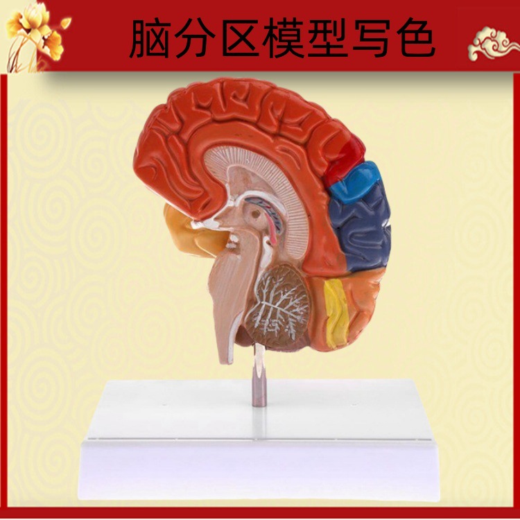 Brain model brain function regional color division model Human brain…
