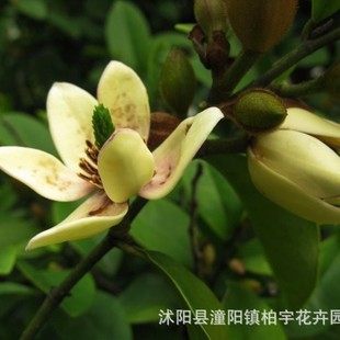 ���l��Ц��N����ɽ��Ц�N��������Ц���N�Ә�����Ц�N�Ӻ�Ц�N��