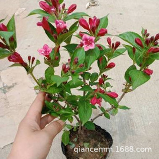 ���l�t�����\�������Թ��@�ر�ͥԺ��·�G�������ļ��Nֲ�^��ֲ��