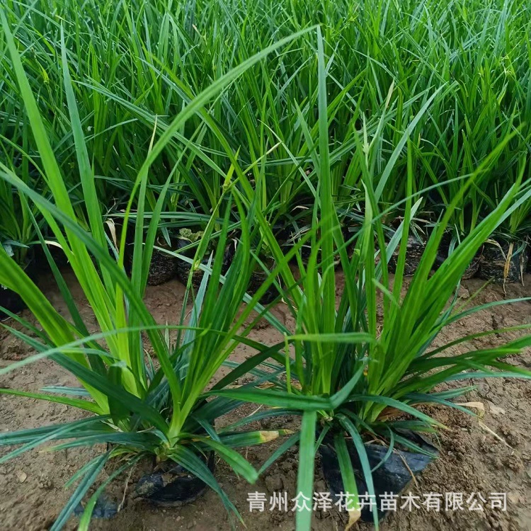 Laoyu Carex Цветочная База Zhongze Laoyu Carex Оптовая Многолетнее Озеленение Трава Кубок Carex Оптовая