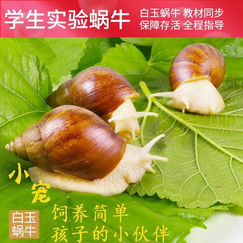 Белая нефритовая улитка для домашних животных, живой студенческий набор для наблюдения за научным экспериментом, гигантская улитка, декоративная обучающая маленькая улитка