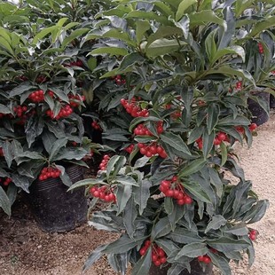 2505�������l���� ���F�� 30~40cm�� ��ɰ�� �I�B����