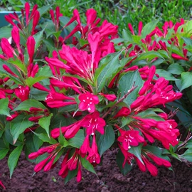 盆栽;乔木;花盆容器