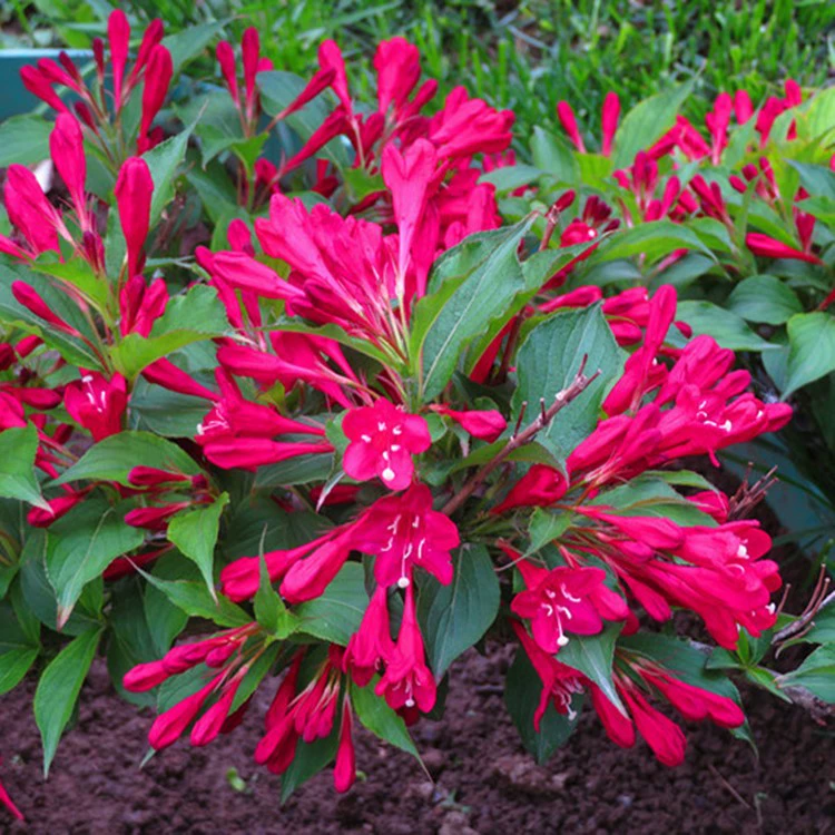 Красный принц, вейгела, садовый кустарник, растение, саженец, большой, обильный цвет, легко цветущий, в горшке, листопадный, морозостойкий, ландшафтный цветочный дерево, вейгела