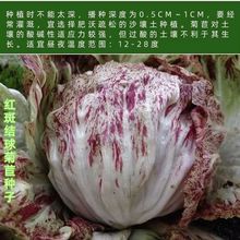 结球红斑菊苣种子耐寒落地球生菜结球紫苣生菜种子四季播蔬菜种子