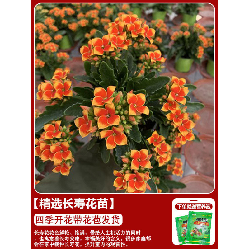 長寿の花 鉢植え 二重金キツネ 大輪 花のつぼみ付き 花苗 四季咲き 室内咲き 育てやすい花植物|undefined